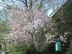 2011 Spring Scenery Walk - Riverside Park 08